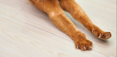 Para Suami Jangan Seperti Kucing Ini!
